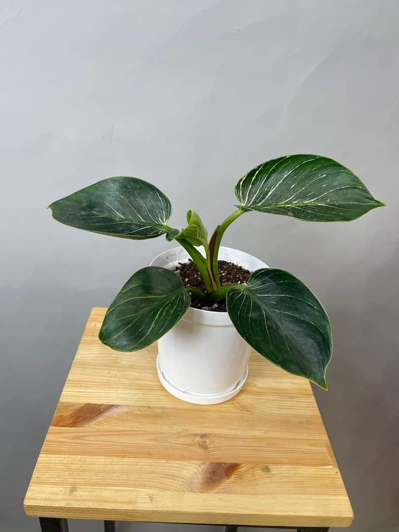 композиция революционная 10114062