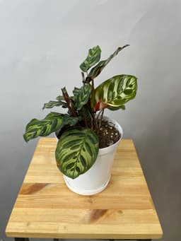 композиция революционная 30114062