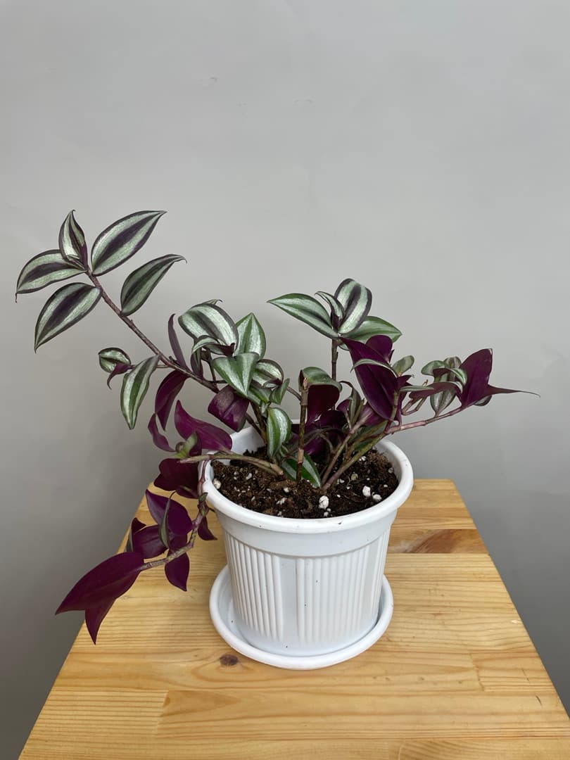 Композиция Революционная 30723062