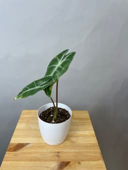 композиция революционная 40114062