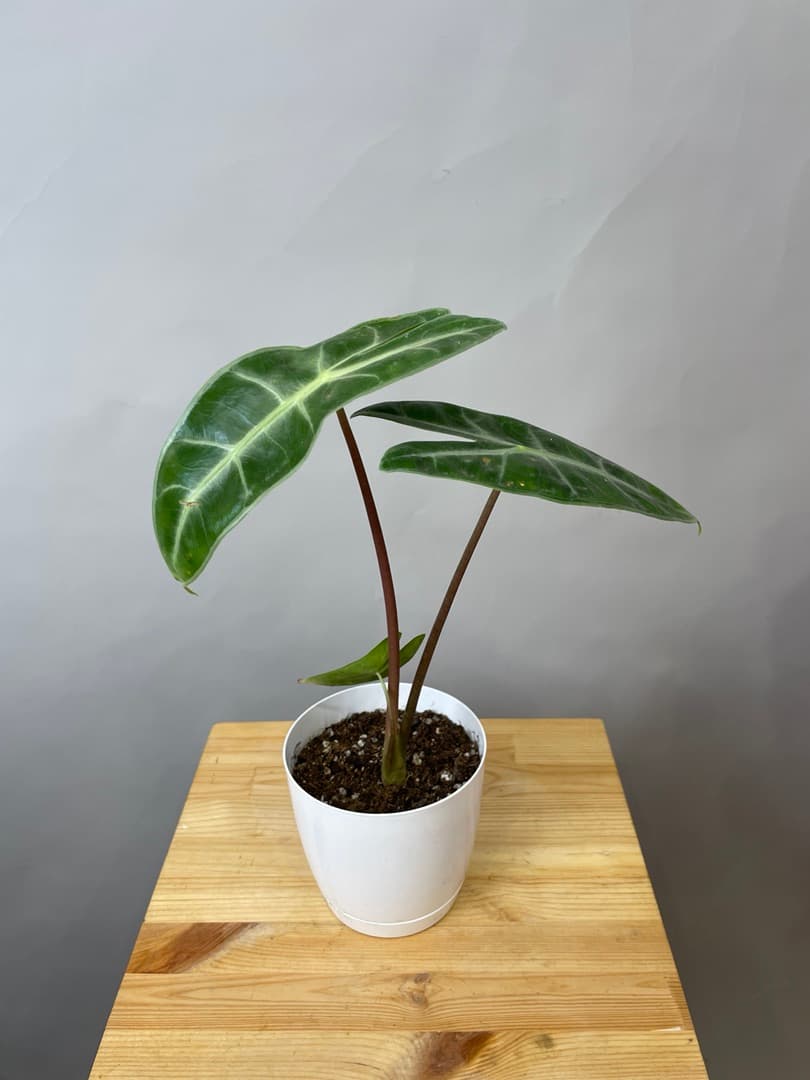 композиция революционная 40114062