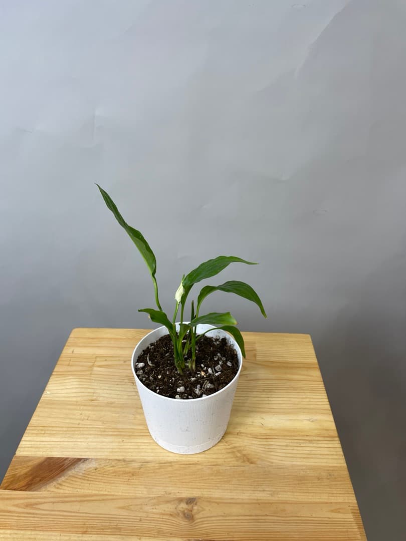 композиция революционная 60114062