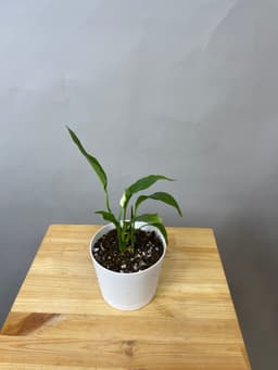 композиция революционная 60114062