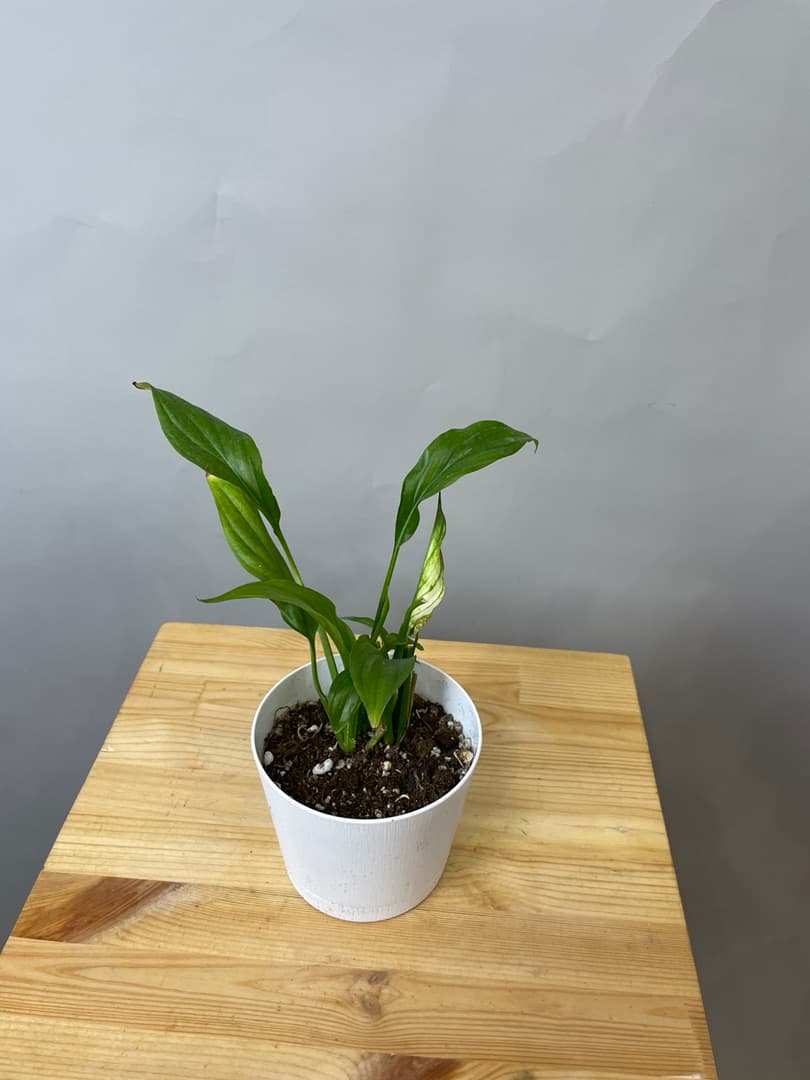 композиция революционная 60114062