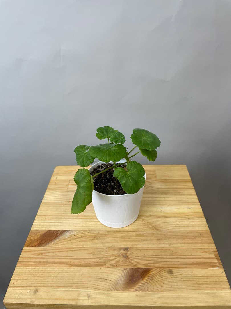 композиция революционная 70114062