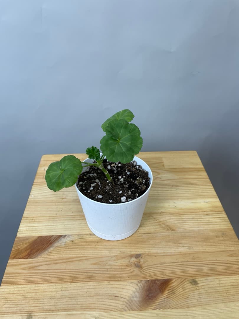 композиция революционная 70114062