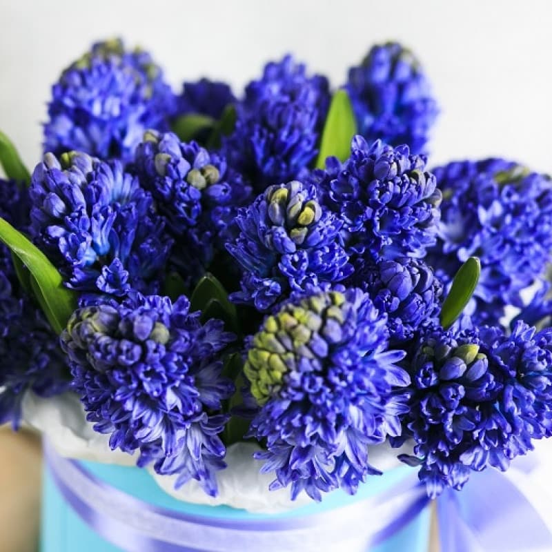 Оригинальная композиция в шляпной коробке из 15 гиацинтов