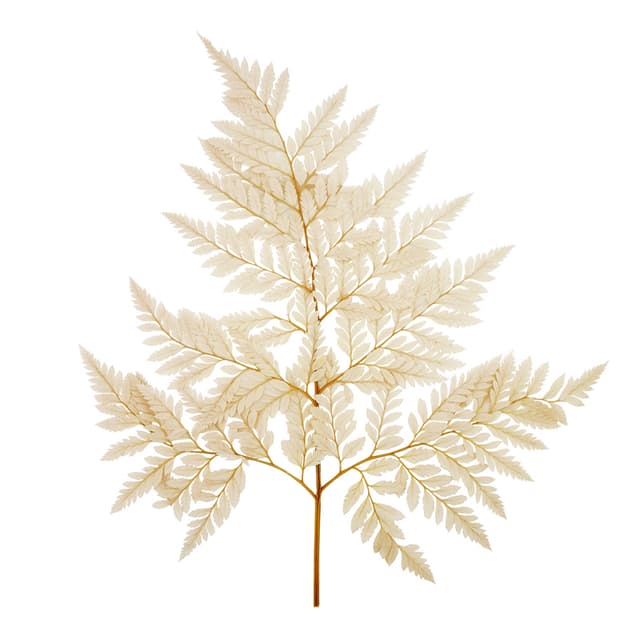 Лист папоротника стабилизированный , кофейный Лист папоротника стабилизированный , кофейный