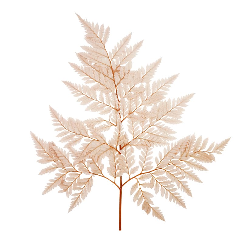 Лист папоротника стабилизированный , розовый