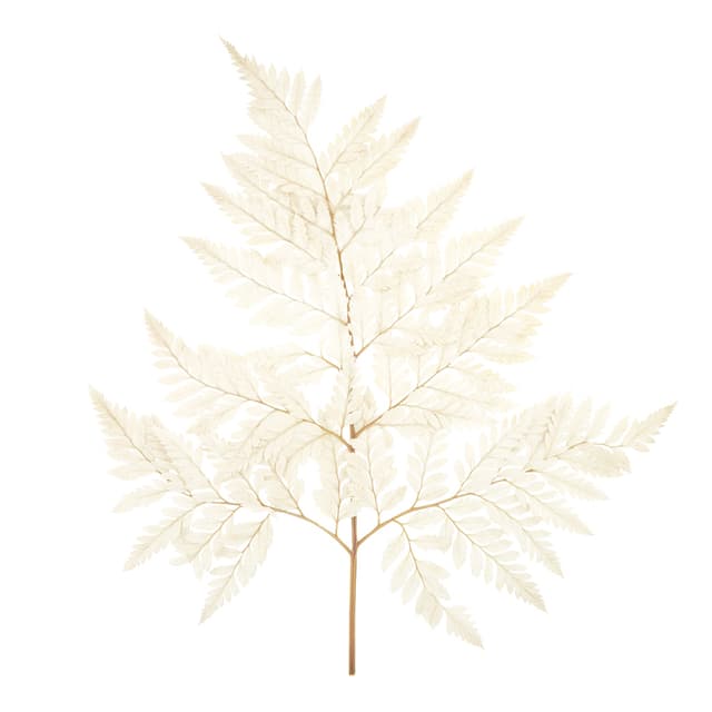 Лист папоротника стабилизированный Лист папоротника стабилизированный