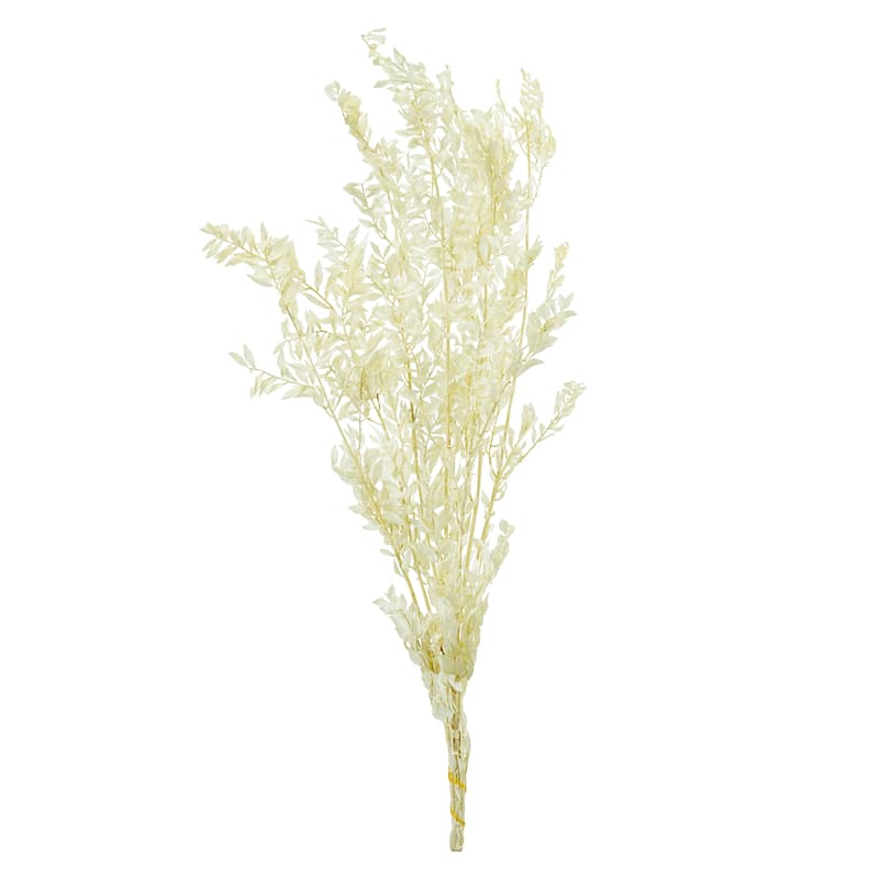 Лист рускуса стабилизированный