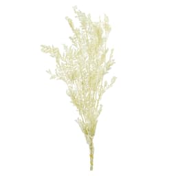 Лист рускуса стабилизированный