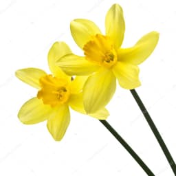 Нарциссы в ассортименте