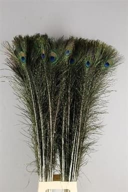 Перо Павлина