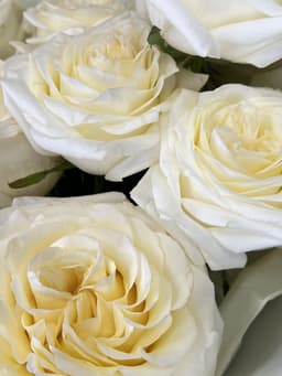 Пионовидная роза кремовая Канделайт (Candlelight)