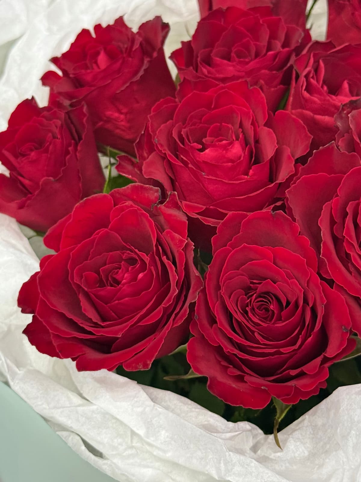 Праздничный букет из 15 красных роз Кения 35-40см в матовой бумаге
