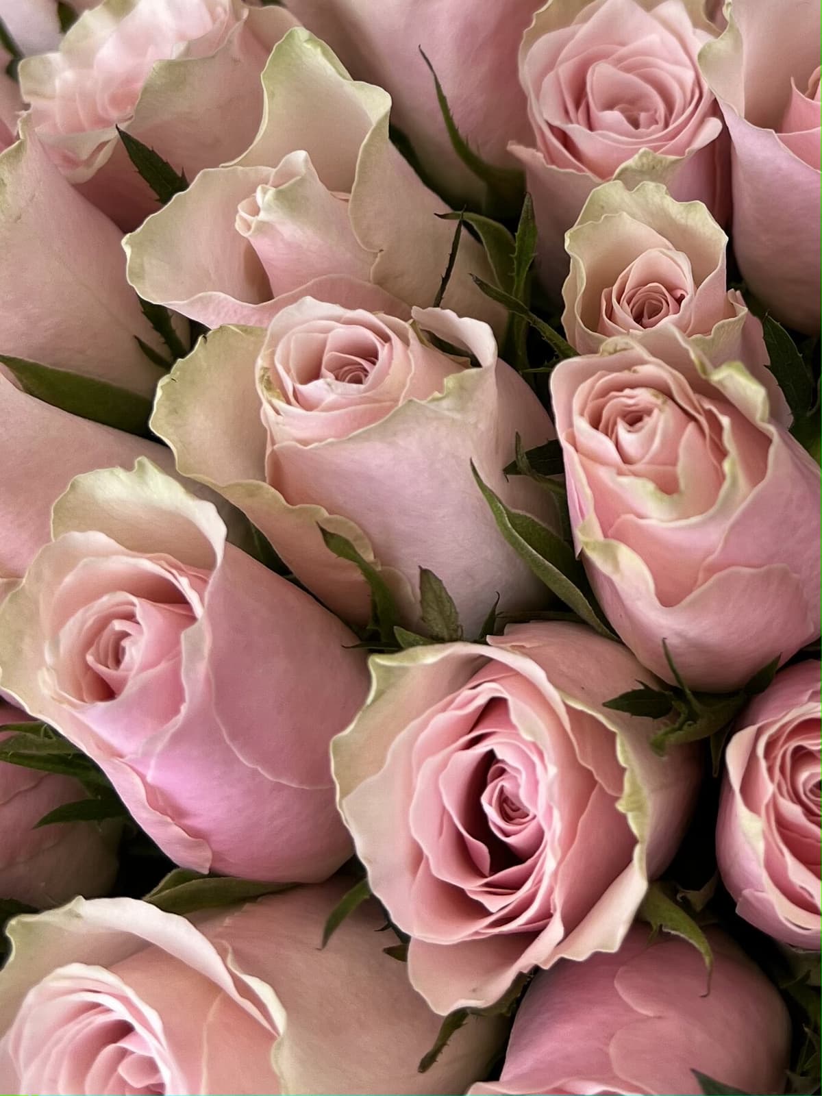 МЕГА АКЦИЯ Праздничный букет из 51 розовых роз Кения 35-40 см в матовой бумаге