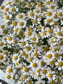 Ромашки Камилла (полевые) в ассортименте