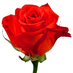 Роза алая 60 см по акции от 25 шт