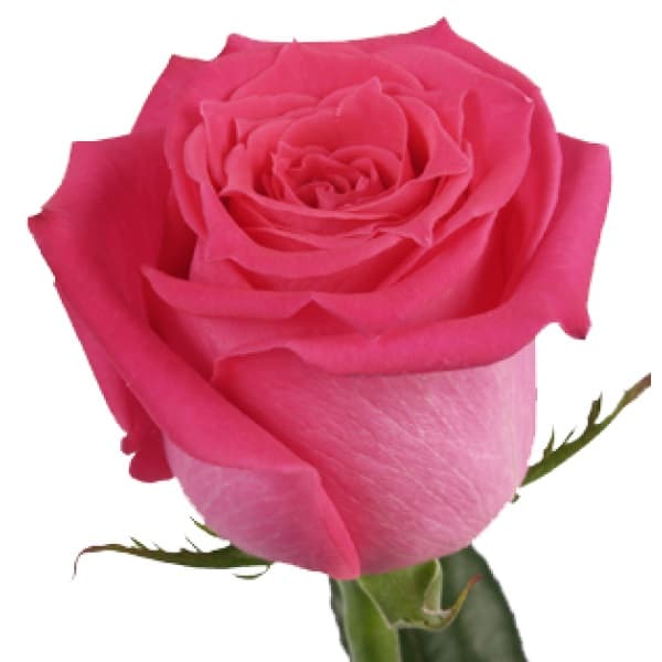 Роза фуксия 90 см по акции от 51 шт Роза фуксия 90 см по акции от 51 шт