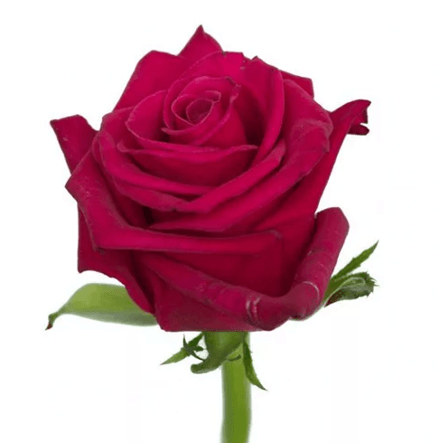Роза фуксия Россия 60 см по акции от 101 шт Роза фуксия Россия 60 см по акции от 101 шт