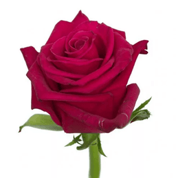 Роза фуксия Россия 70 см по акции от 51 шт