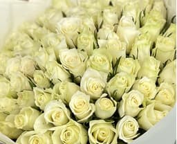 Роза Кения белая 35-40 см по акции от 51 шт