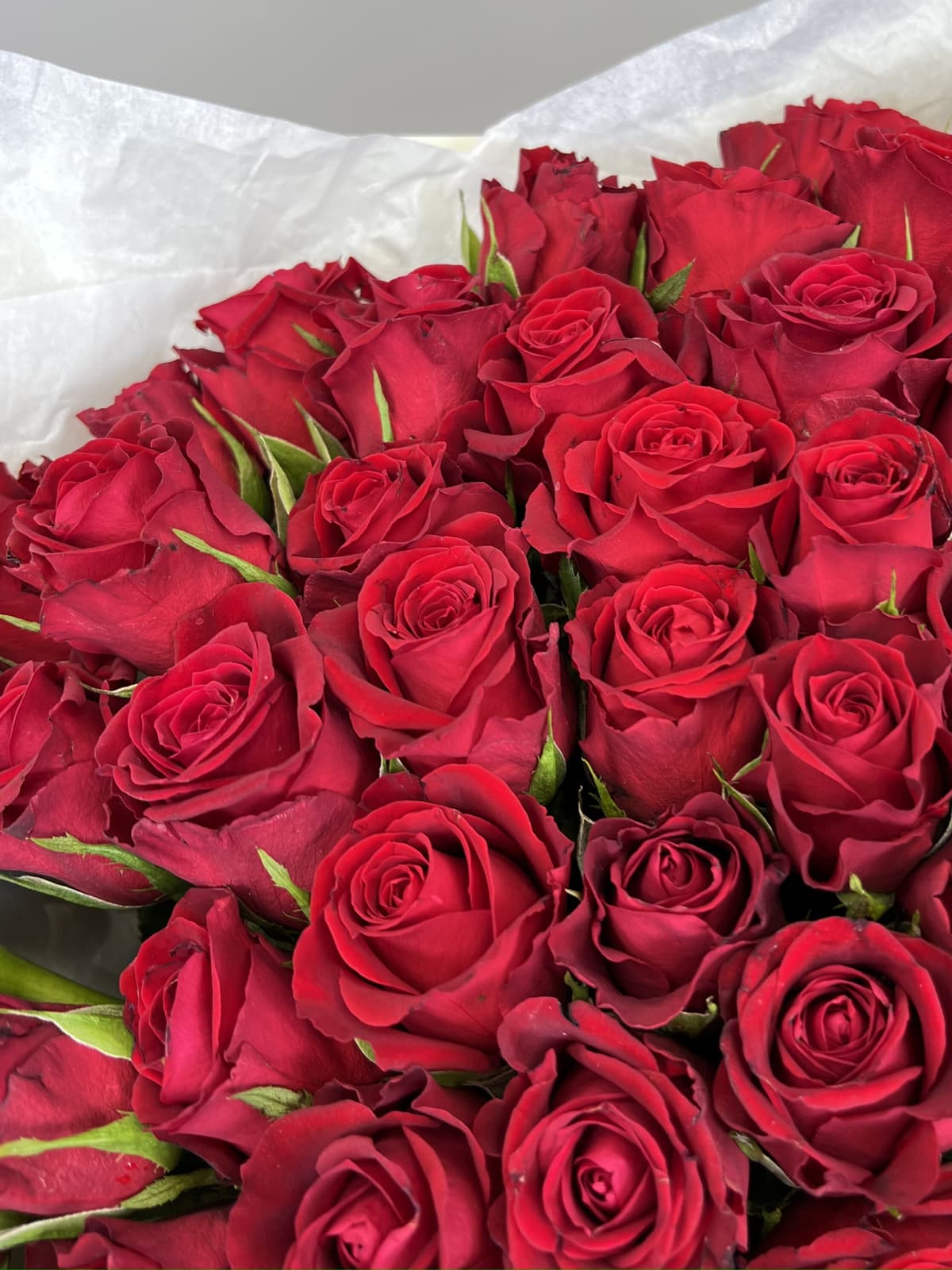 Роза Кения красная 35-40 см по акции от 101 шт