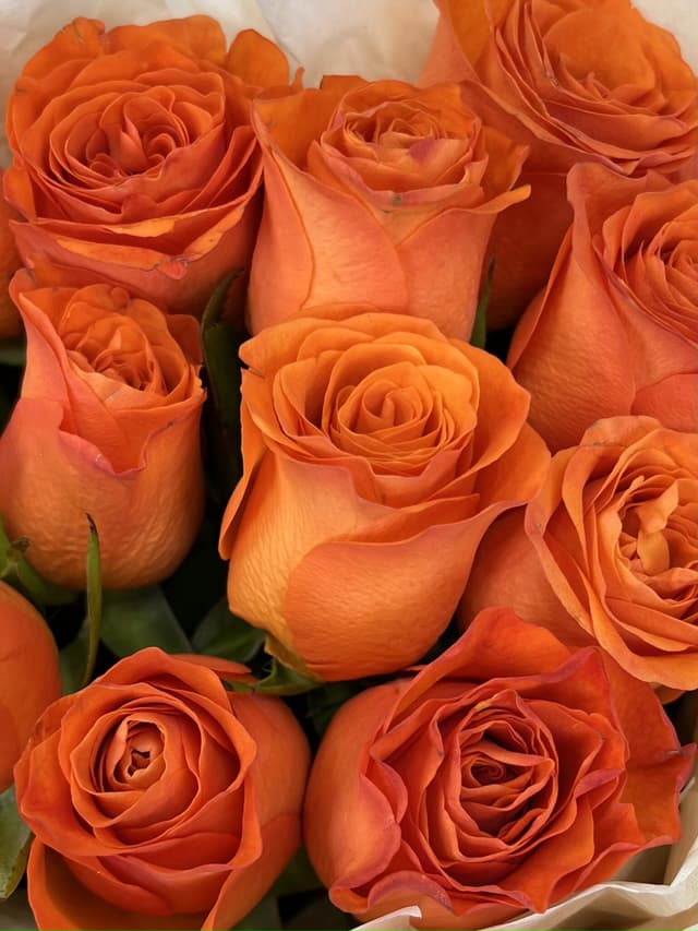 Роза Кения оранжевая 35-40 см по акции от 25 шт Роза Кения оранжевая 35-40 см по акции от 25 шт