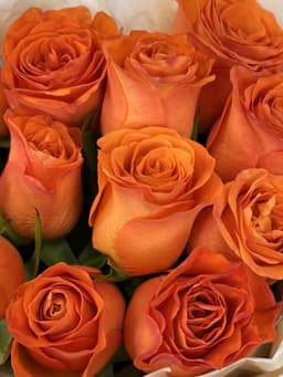 Роза Кения оранжевая 35-40 см по акции от 51 шт