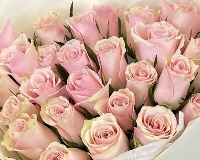 Роза Кения розовая 35-40 см по акции от 11 шт Роза Кения розовая 35-40 см по акции от 11 шт