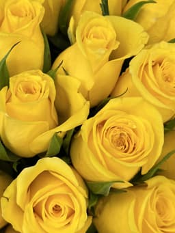 Роза Кения желтая 35-40 см по акции от 25 шт