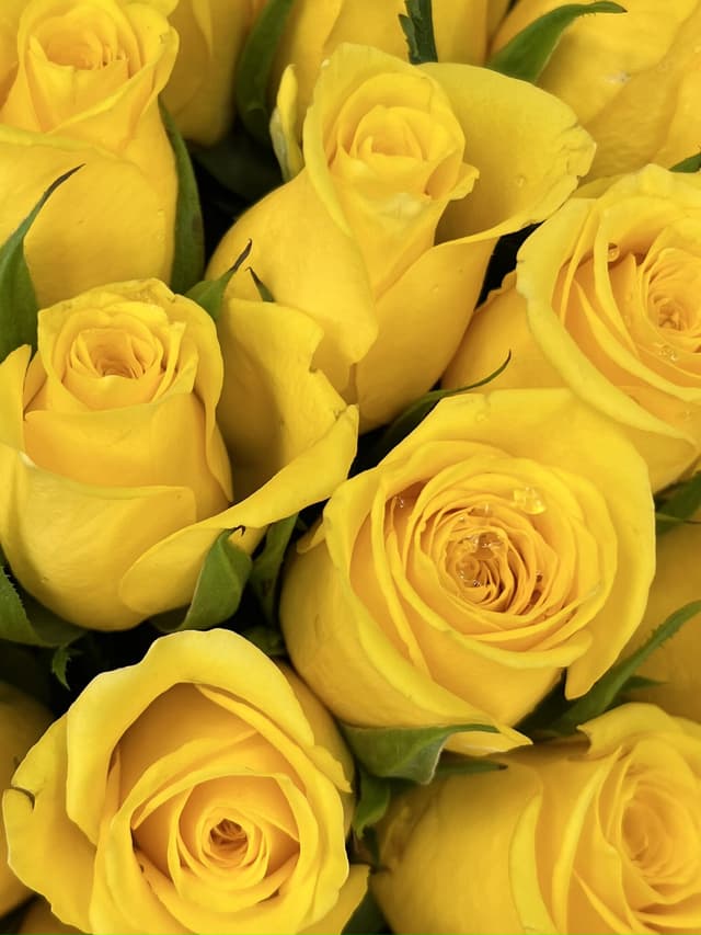 Роза Кения желтая 35-40 см Роза Кения желтая 35-40 см