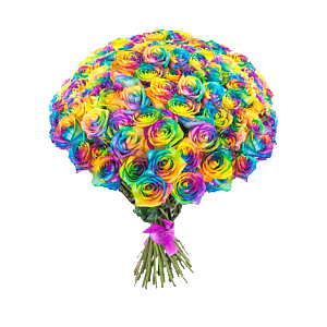 Роза крашенная радужная