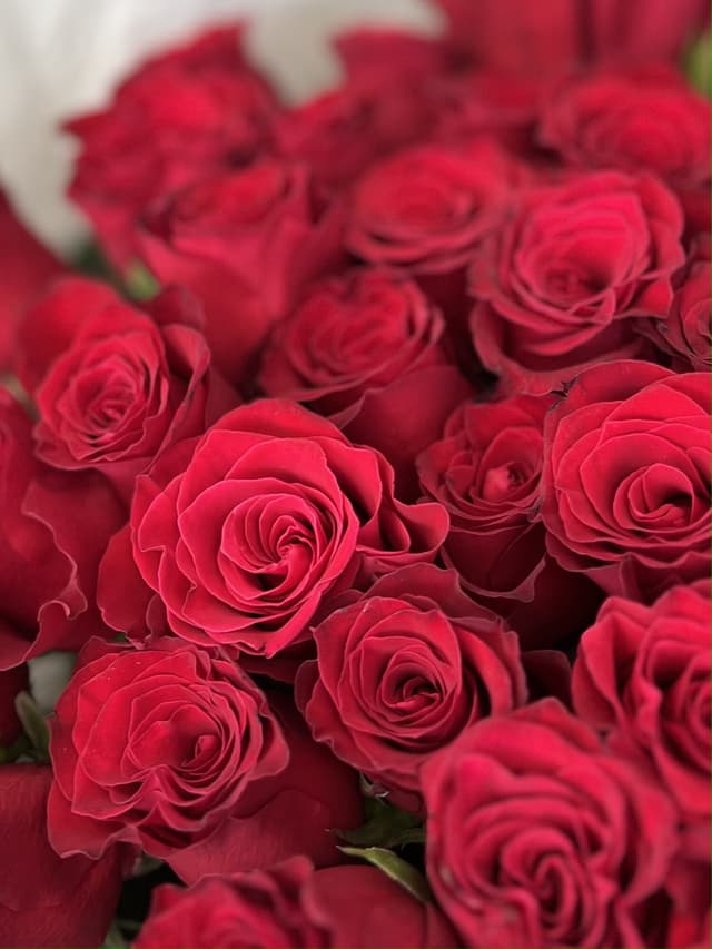 Роза красная стандарт 50 см по акции от 101 шт Роза красная стандарт 50 см по акции от 101 шт