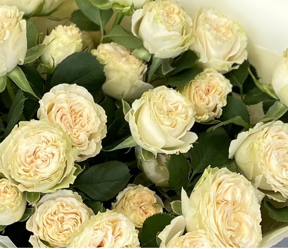 Роза кустовая пионовидная Саммер Роуз (Summer Rose) (2)