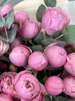 Роза кустовая пионовидная Сильва Пинк (Silvia Pink)