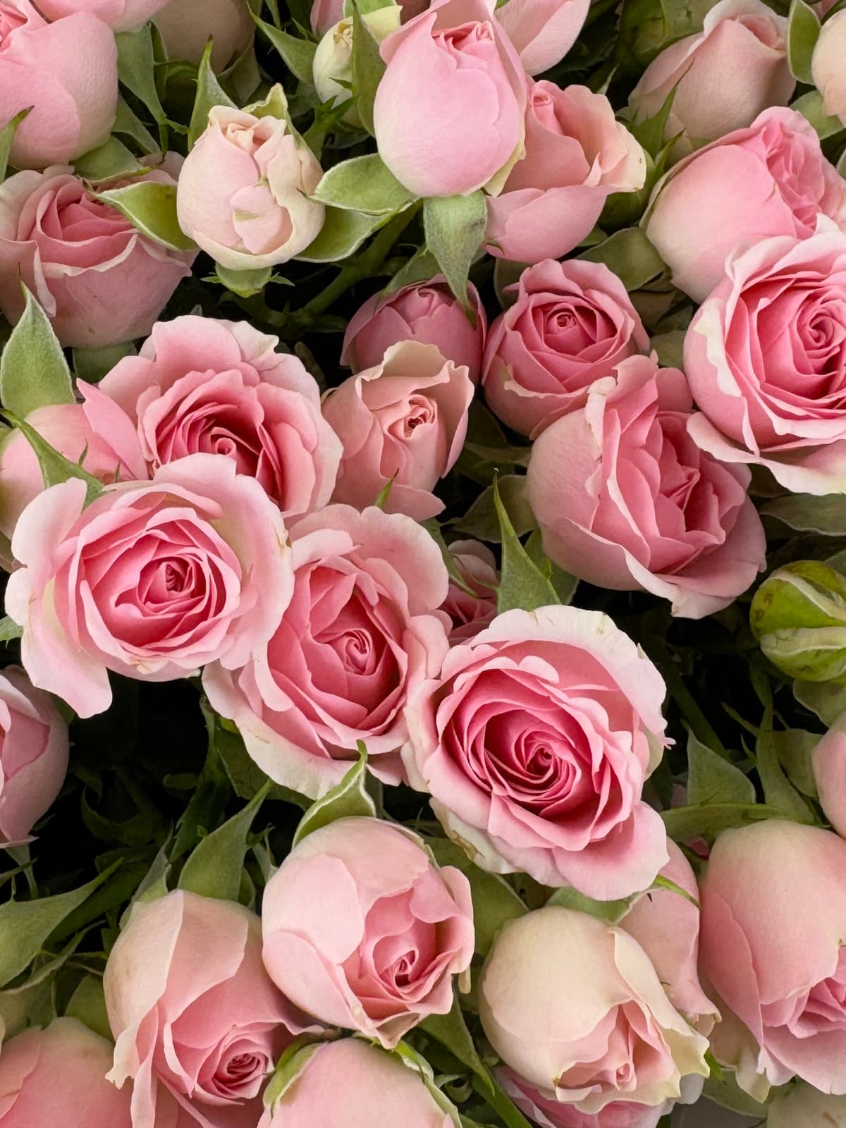 Роза кустовая розовая