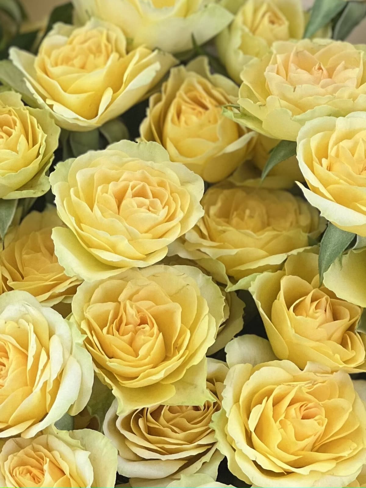 Роза кустовая желтая