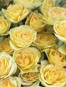 Роза кустовая желтая