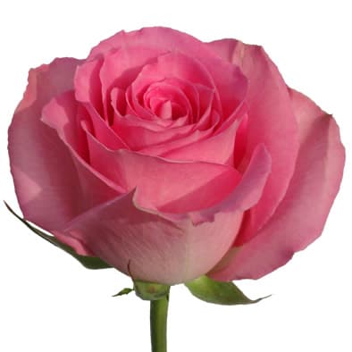 Роза розовая 100 см по акции от 25 шт