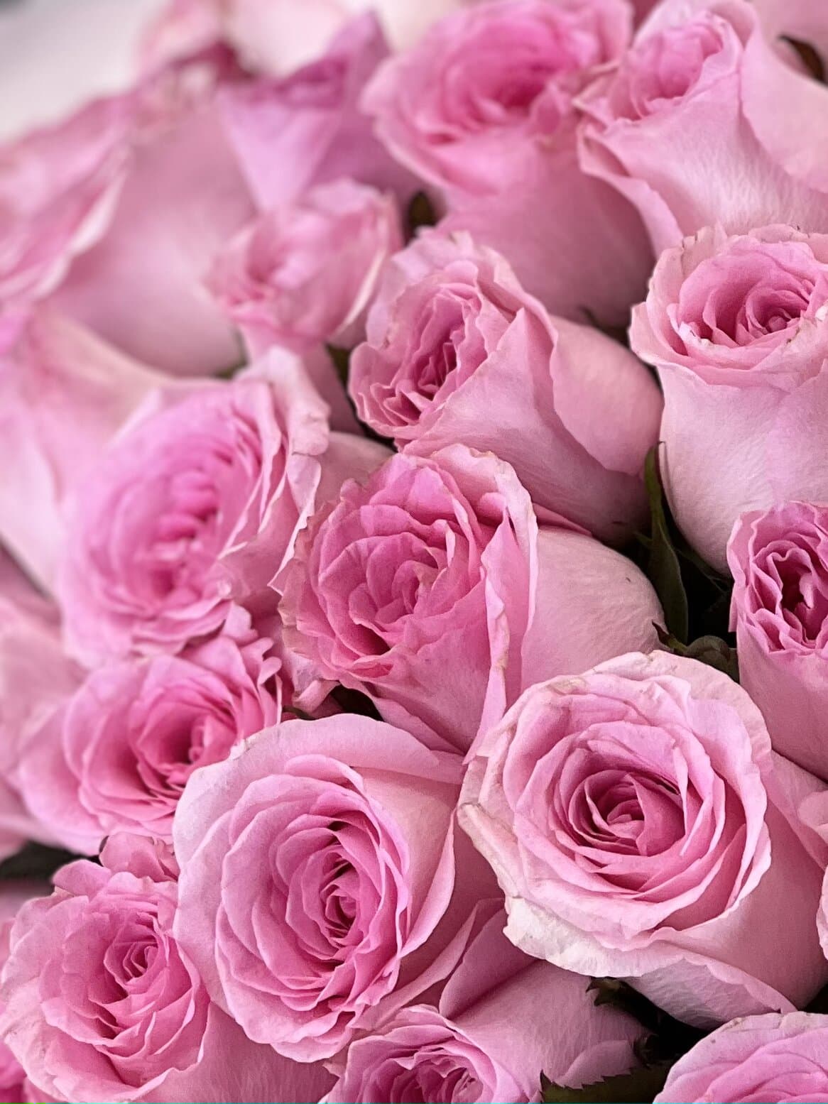 Роза розовая стандарт 50 см по акции от 11 шт