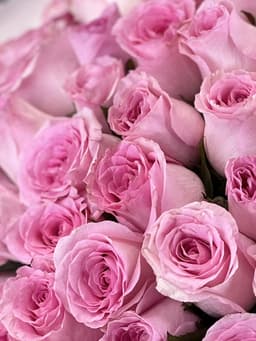 Роза розовая стандарт 50 см по акции от 11 шт