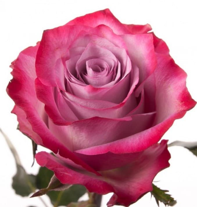 Роза сиреневая Россия 70 см по акции от 101 шт