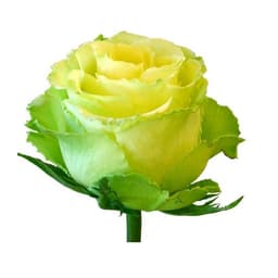 Роза зеленая 50 см по акции от 51 шт
