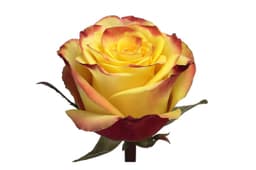 Роза желтая 50 см по акции от 25 шт