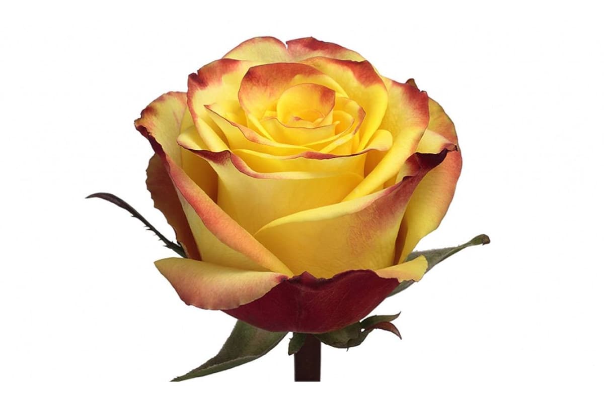 Роза желтая 70 см по акции от 101 шт