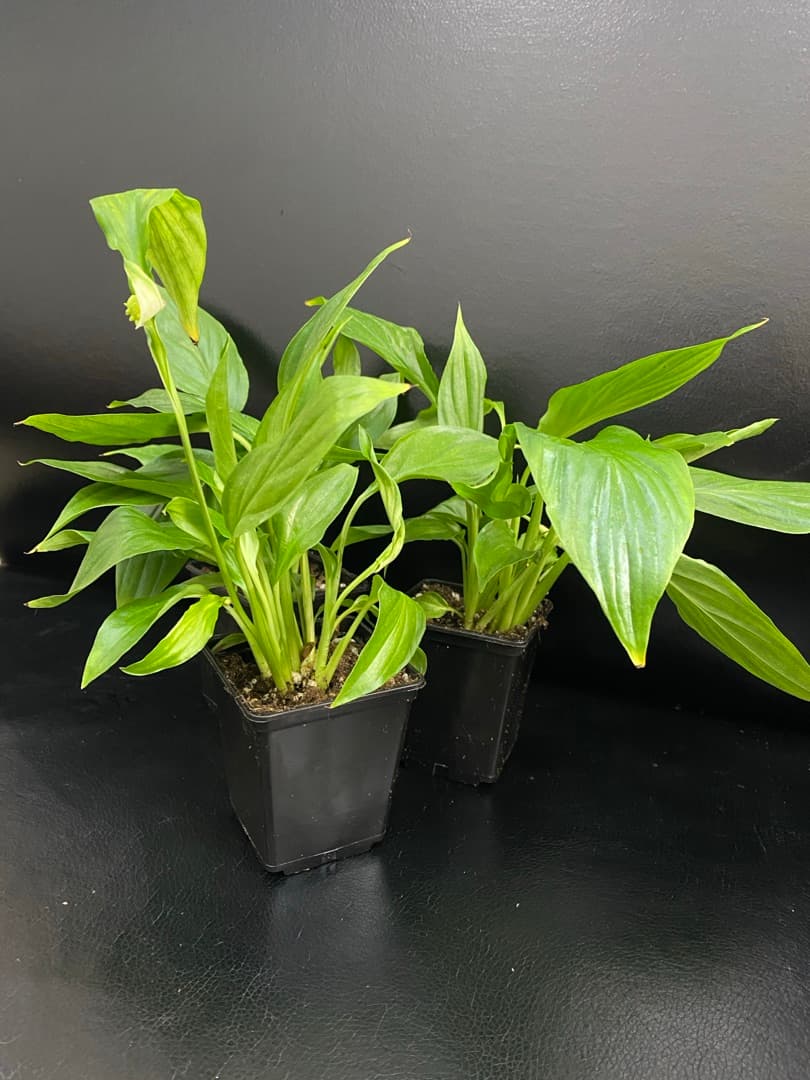 Спатифиллум Шопен,s