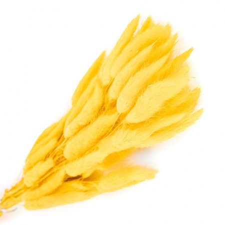 Сухоцвет: Лагурус пучок ( желтый ) Сухоцвет: Лагурус пучок ( желтый )