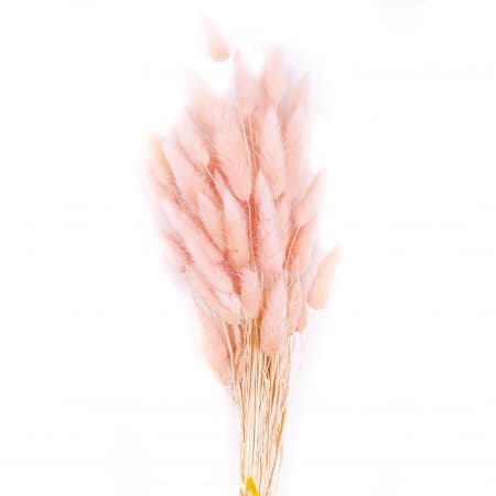 Сухоцвет: Лагурус пучок (персиковый)